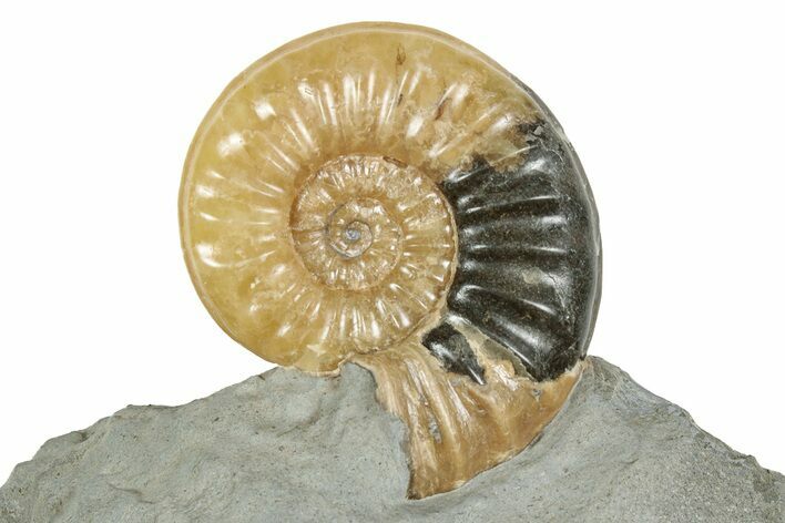 Translucent Ammonite (Asteroceras) Fossil - Dorset, England #240741